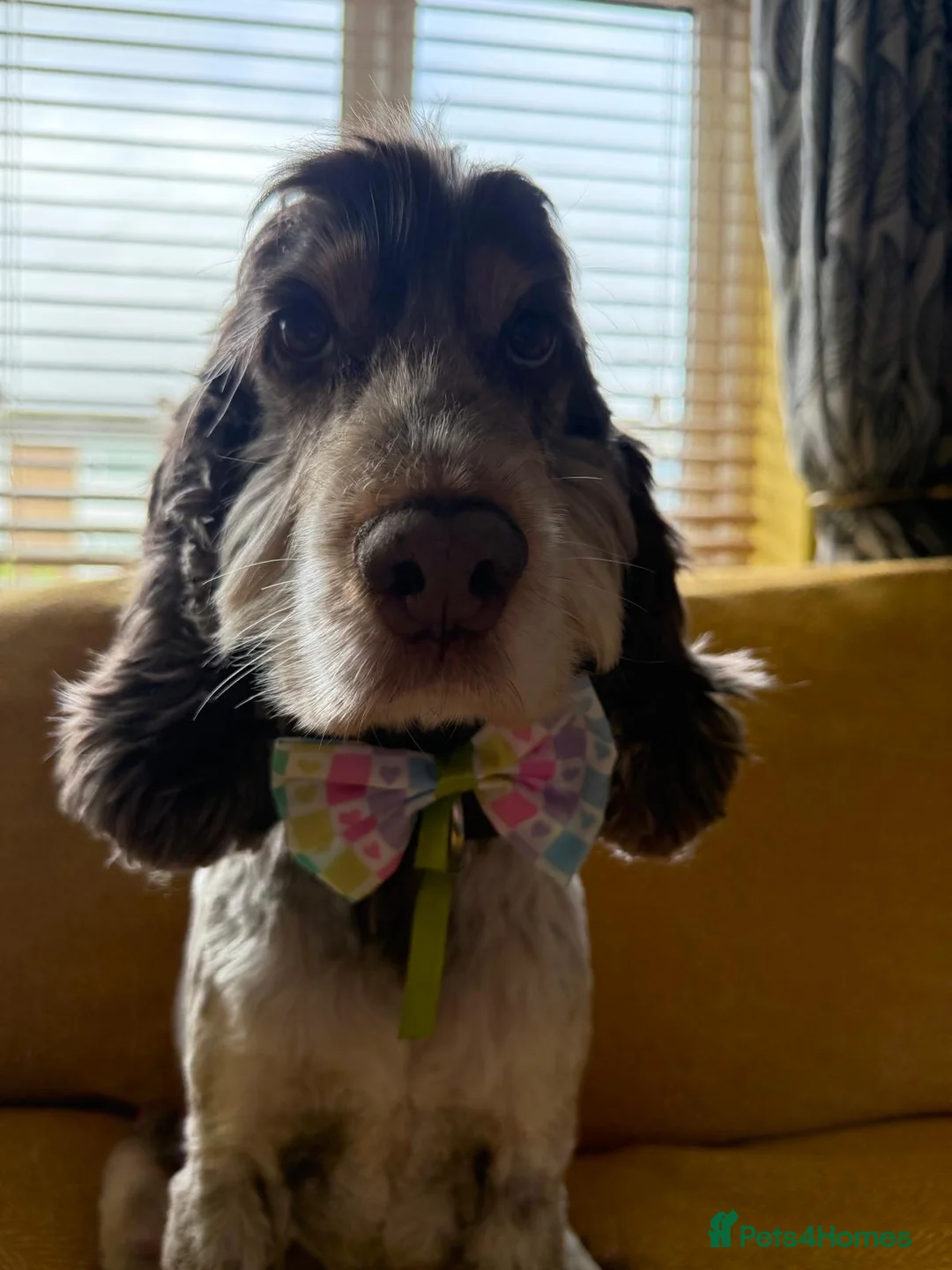 Cocker Spaniel dogs for sale: Bonnie - Advert 3