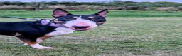 English Bull Terrier dogs for sale: Sweet female English Bull Terrier  - Advert 4