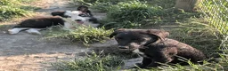 Borador dogs for sale: Boradors pups *READY NOW* - Advert 19
