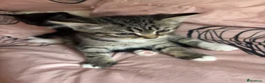 Persian 2