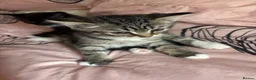 Persian cats for sale: Beautiful playful kittens Persian X  in Brighton - Advert 3