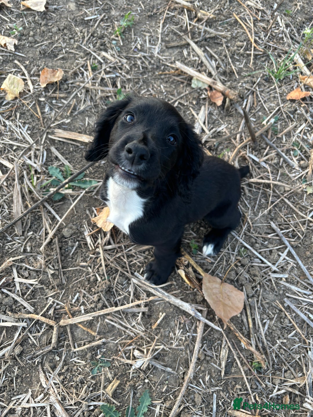 Sprocker dogs for sale: Last F1 sprocker boy ready now - Image 6