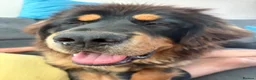 Tibetan Mastiff dogs for sale: Brenda needs a home  in Ashford - Advert 9