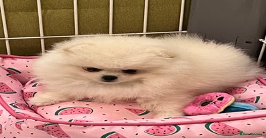 Pomeranian dogs - Advert 8