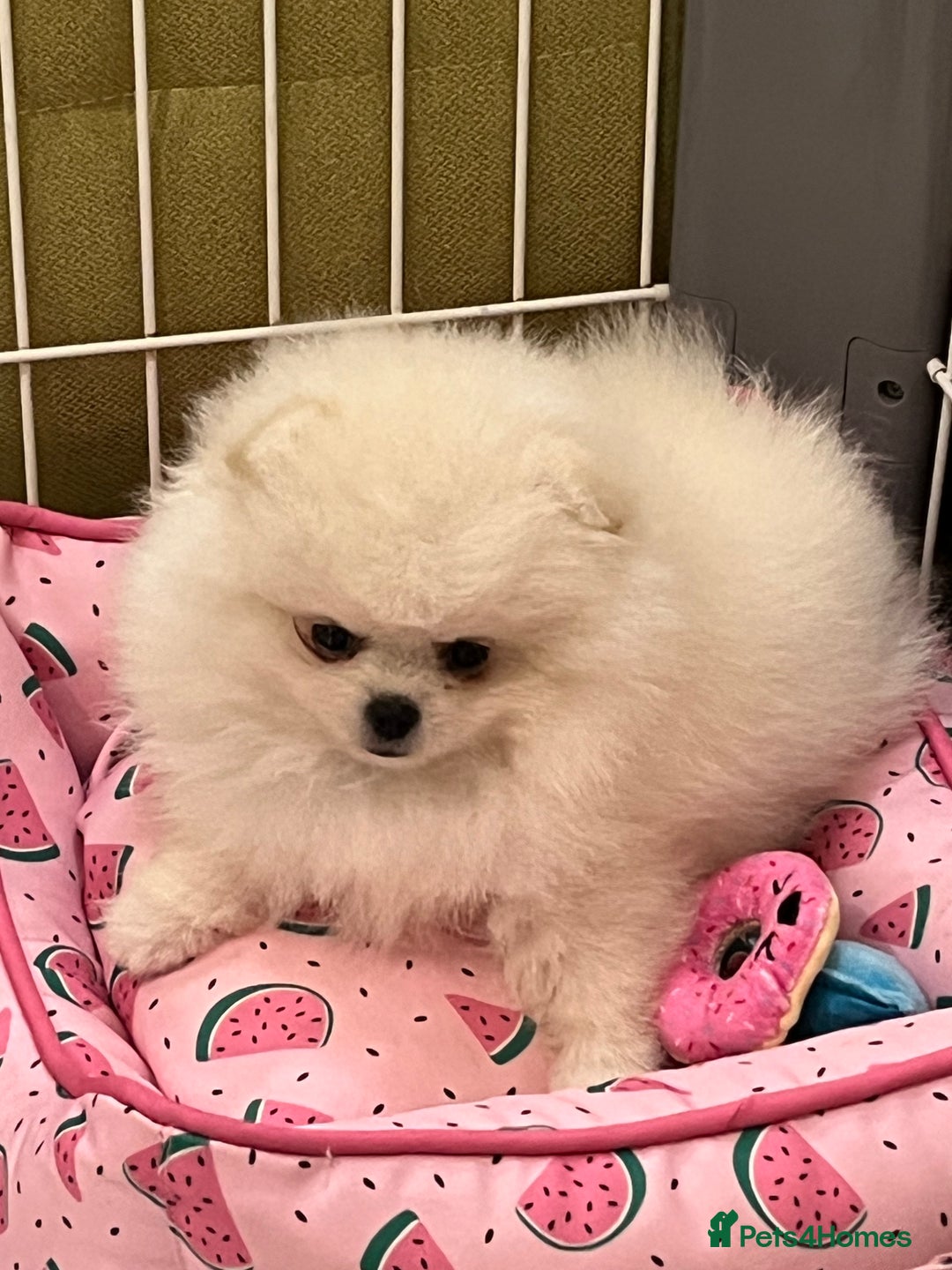 Pomeranian dogs for sale: Amazing Pom Puppies from Five Star breeder.  - Image 2
