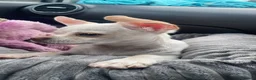Chihuahua dogs for sale: Angelo in Newcastle upon Tyne - Advert 7