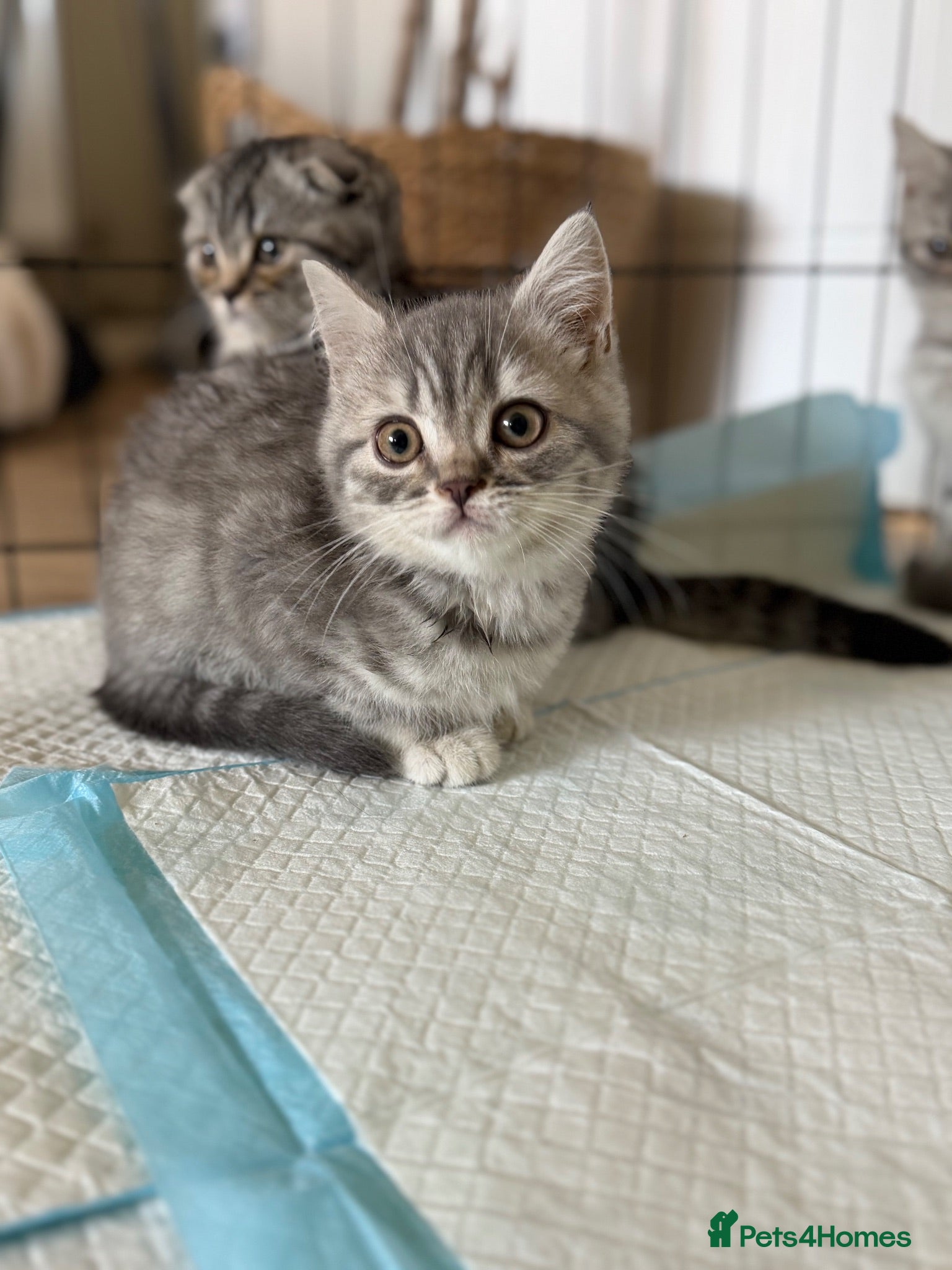 Scottish Fold cats Last boy left ! Beautiful Scottish fold !  - Advert 1
