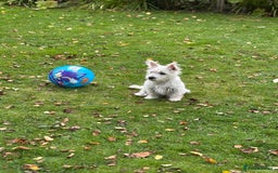 Mixed Breed dogs for sale: Westie/Cairn 5 Month old puppy - Image 2