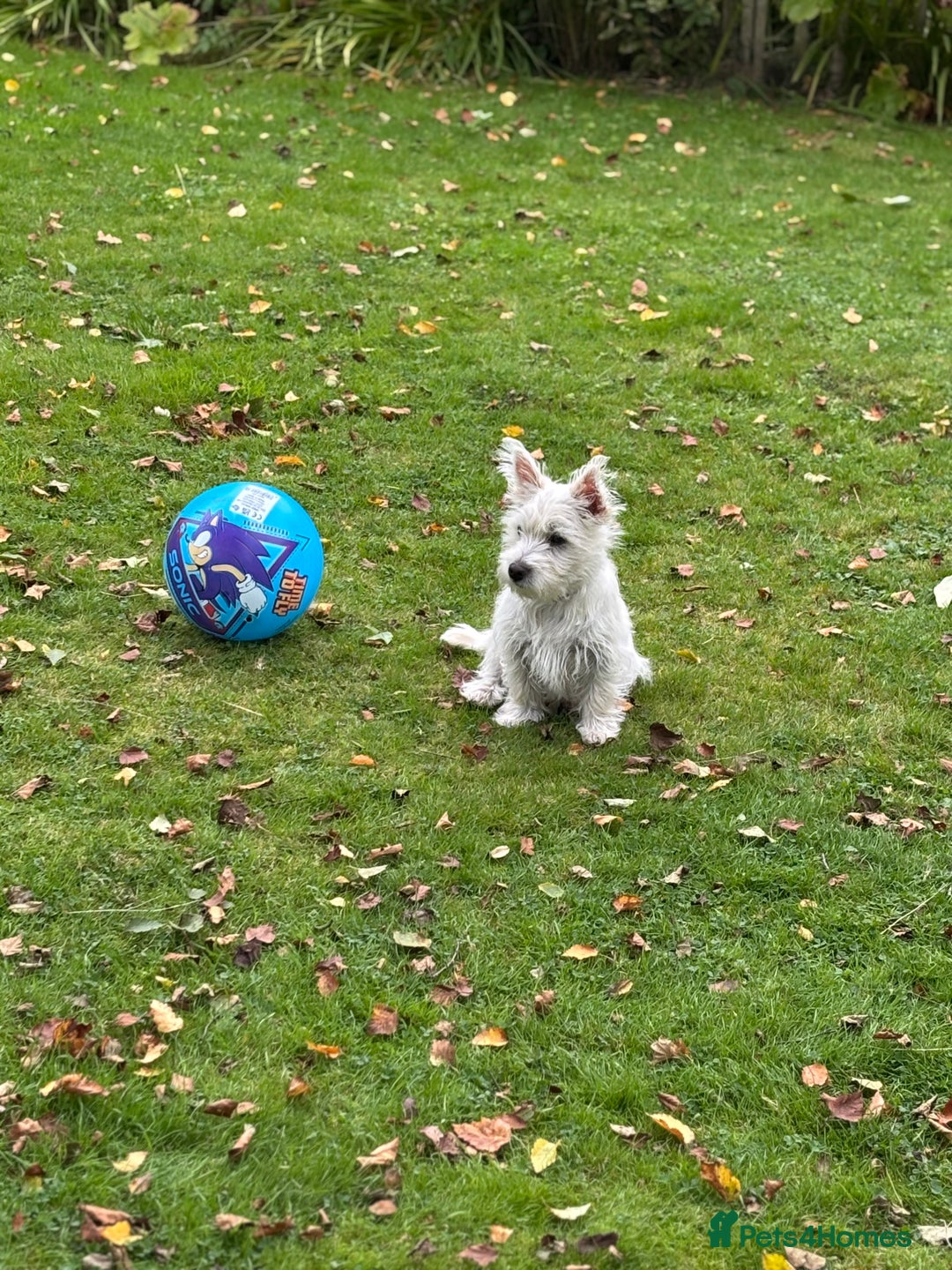 Mixed Breed dogs for sale: Westie/Cairn 5 Month old puppy - Image 2