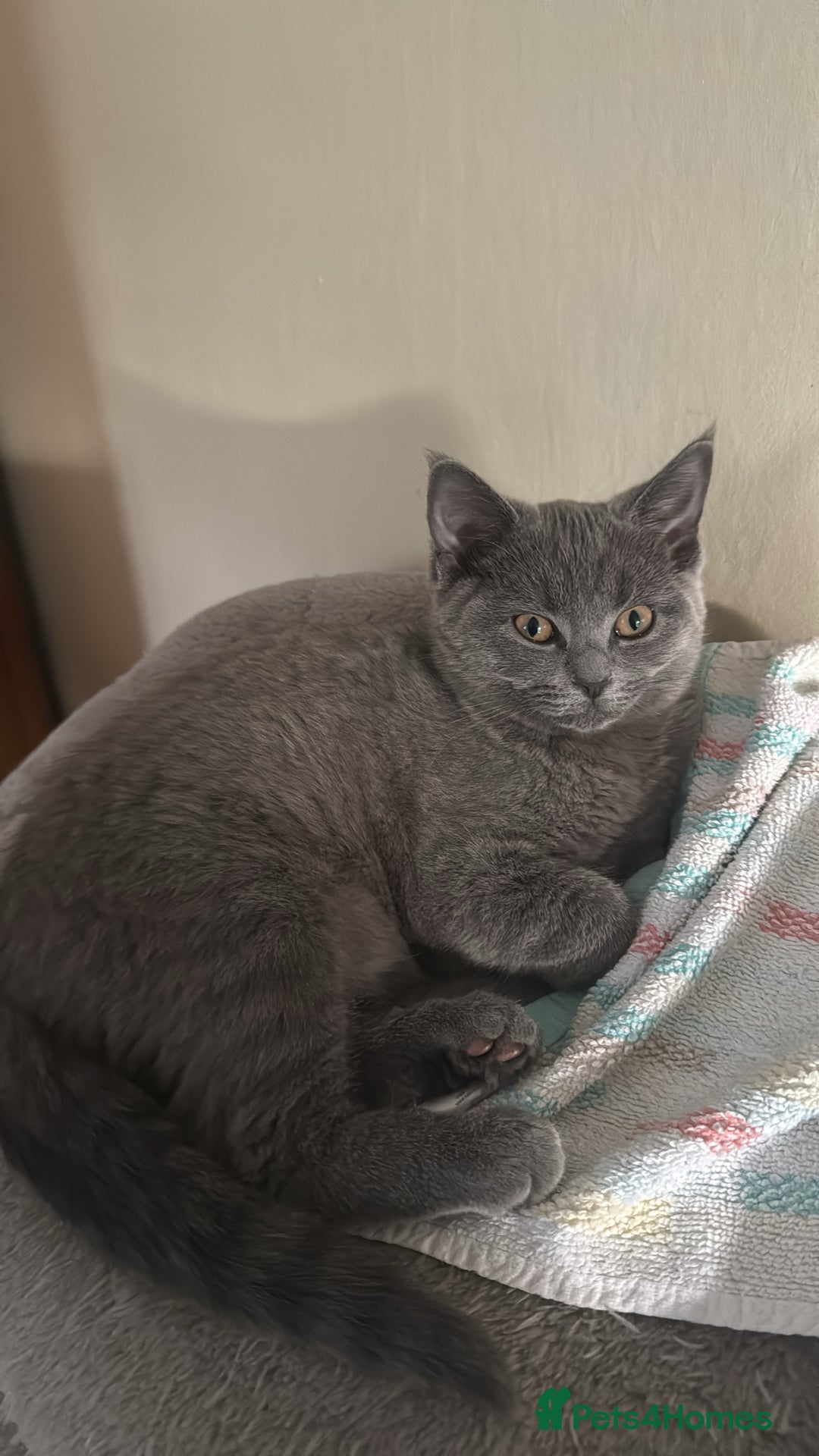 Mixed Breed cats for sale: Ragdoll x British short hair kitten - Advert 6