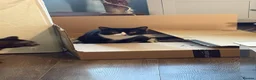 British Shorthair cats for sale: ZigZag Male cat tuxedo in Birmingham - Advert 3