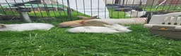 Mixed Breed rabbits for sale: Lop and lion lop half brothers - bonded. - Advert 7