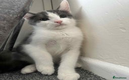 Mixed Breed cats for sale: Male  - Image 4