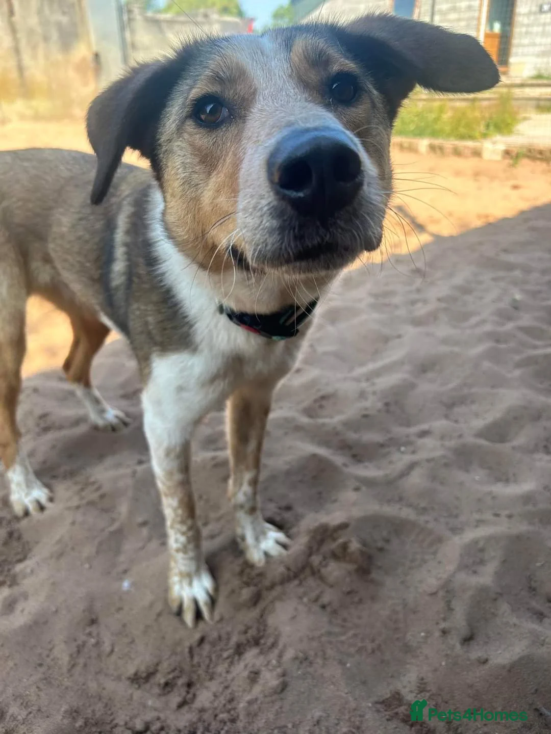 Mixed Breed dogs for adoption: Meet Jiji, currently residing in Cheshire  in Nantwich - Advert 16