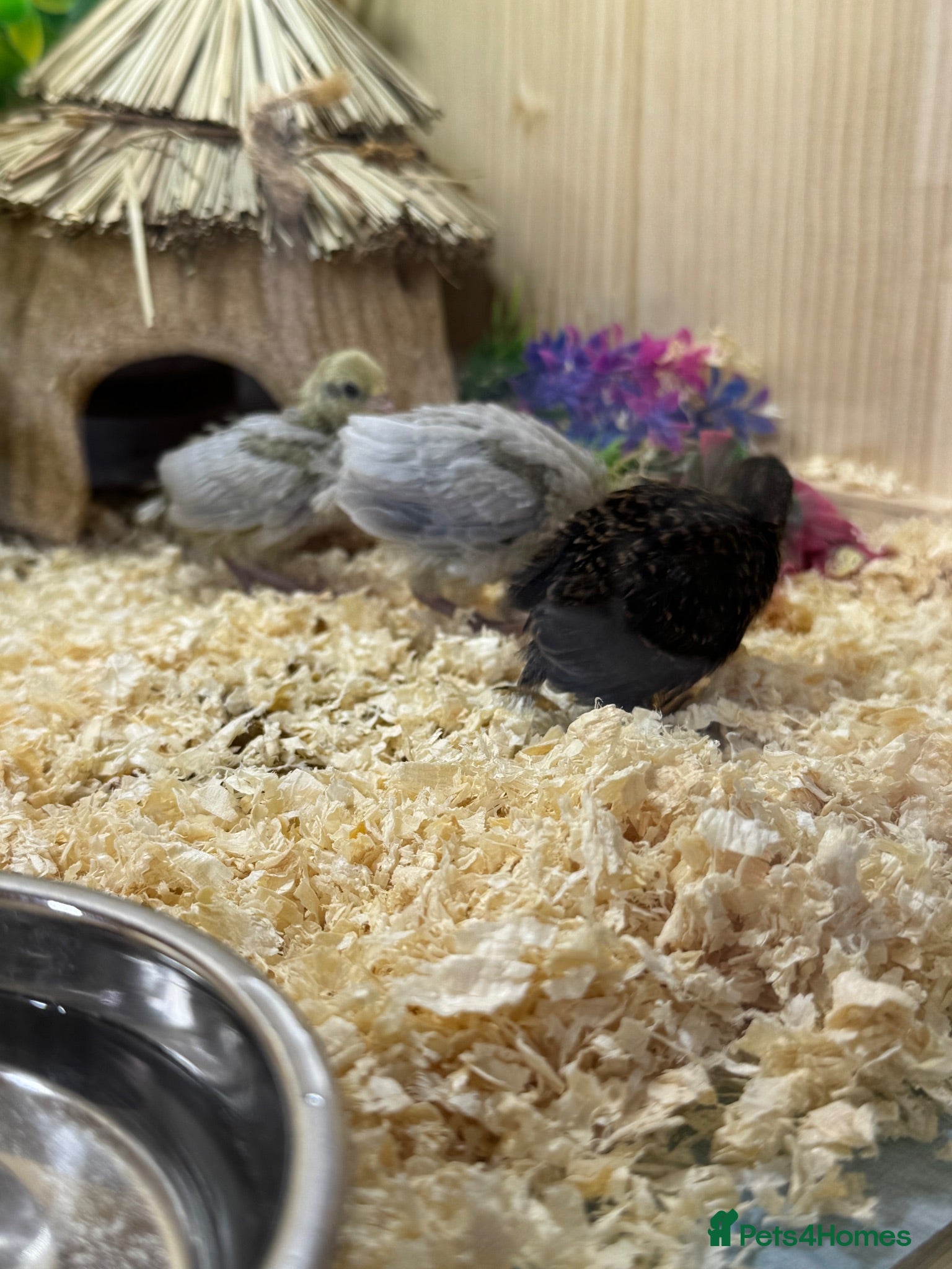 Quail poultry Button Quail  - Advert 10