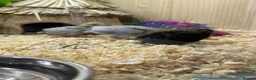 Quail poultry for sale: Button Quail  - Advert 1