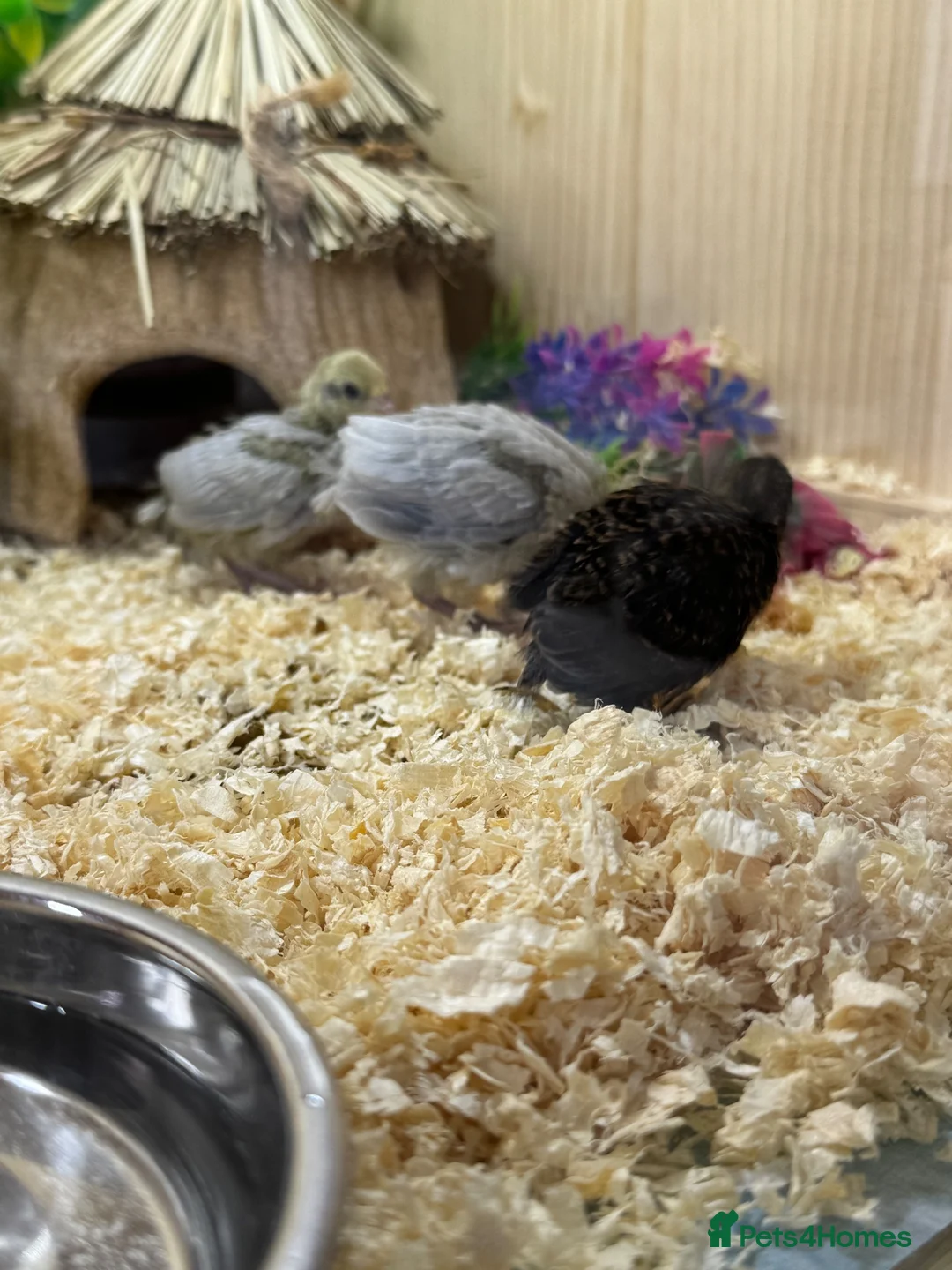 Quail poultry for sale: Button Quail  - Advert 1