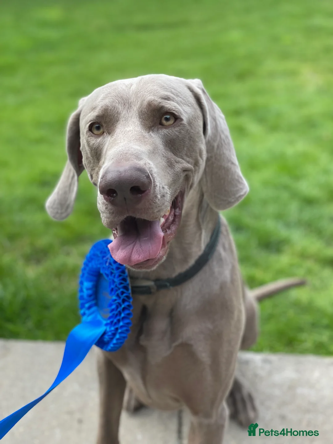 Weimaraner dogs for stud: KC Registered Weimaraner Stud 'Hero' in Eastleigh - Advert 1