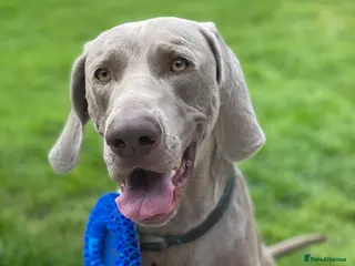 Weimaraner dogs KC Registered Weimaraner Stud 'Hero' in Eastleigh - Advert 2