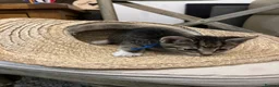 Mixed Breed cats for sale: Kitten  - Advert 16