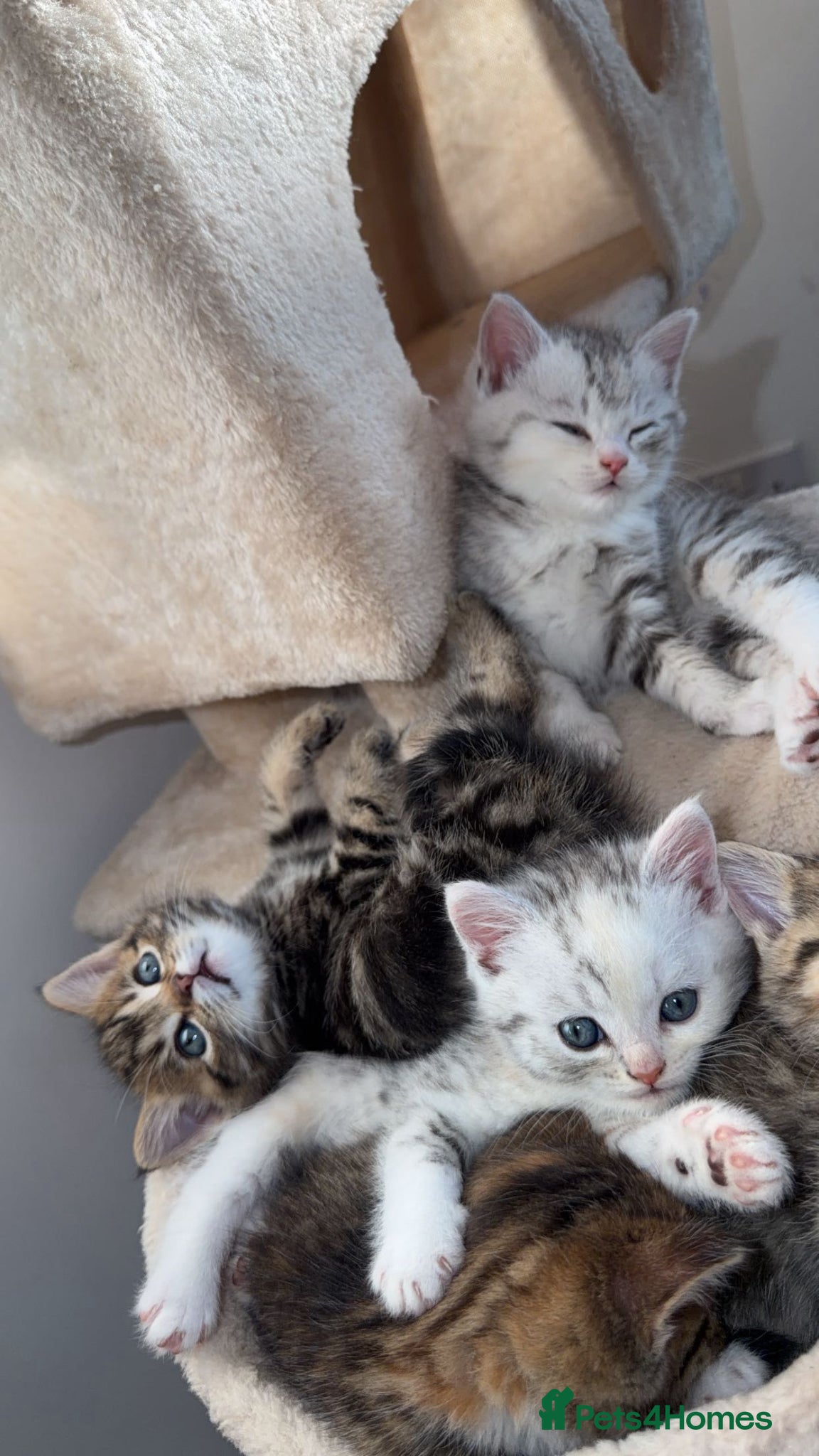 Persian cats Adorable Persian chinchillas Mix kittens  - Advert 2