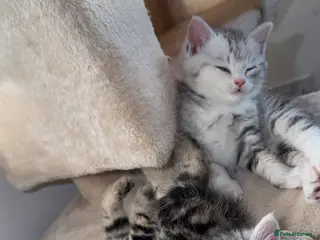 Persian cats Adorable Persian chinchillas Mix kittens - Advert 2