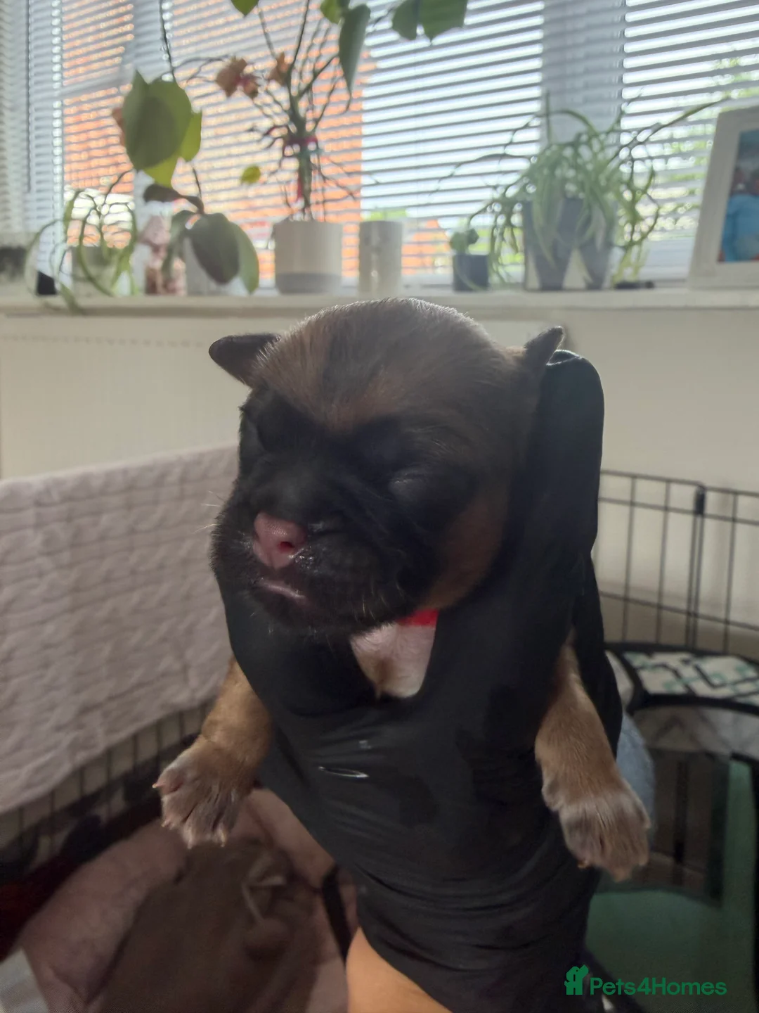 Shih Tzu dogs for sale: Ready now - Beautiful Shih Tzu puppies - Advert 29