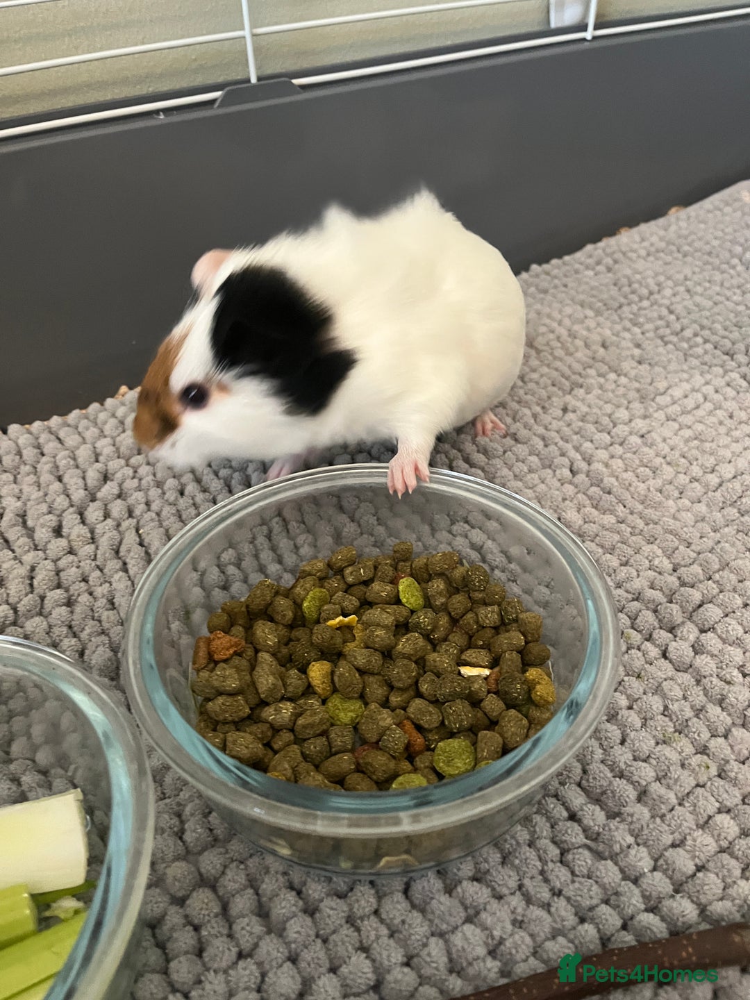 Guinea Pig rodents for sale: Guinea pig - Advert 7