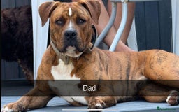 Mixed Breed dogs for sale: Gorgeous boy Ronnie.  - Advert 5