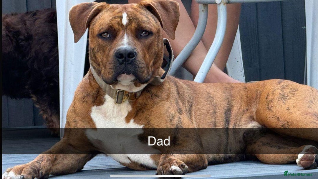 Mixed Breed dogs for sale: Gorgeous boy Ronnie.  - Advert 5