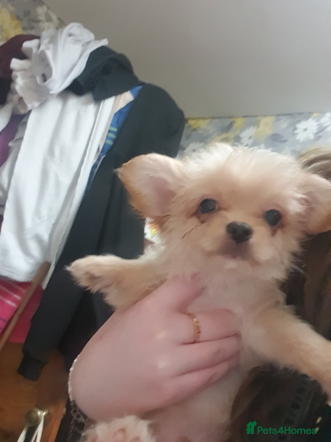 Chipoo dogs for sale: Chipoos  - Advert 2