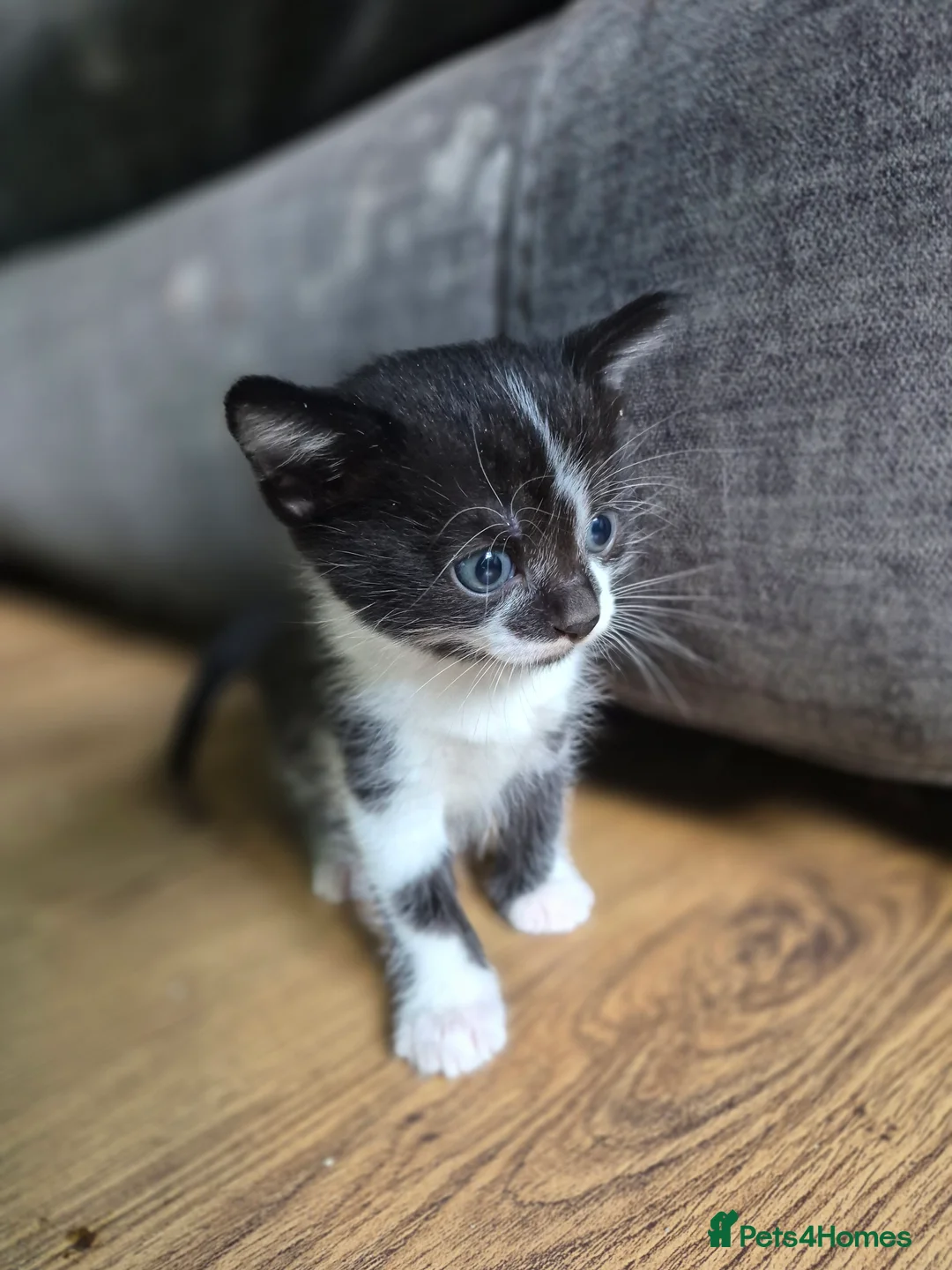 Mixed Breed cats for sale: 4 chunky male kittens  - Advert 6