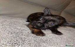 Mixed Breed dogs for sale: Rare Frenchie and Yorkie Mix litter - Image 22