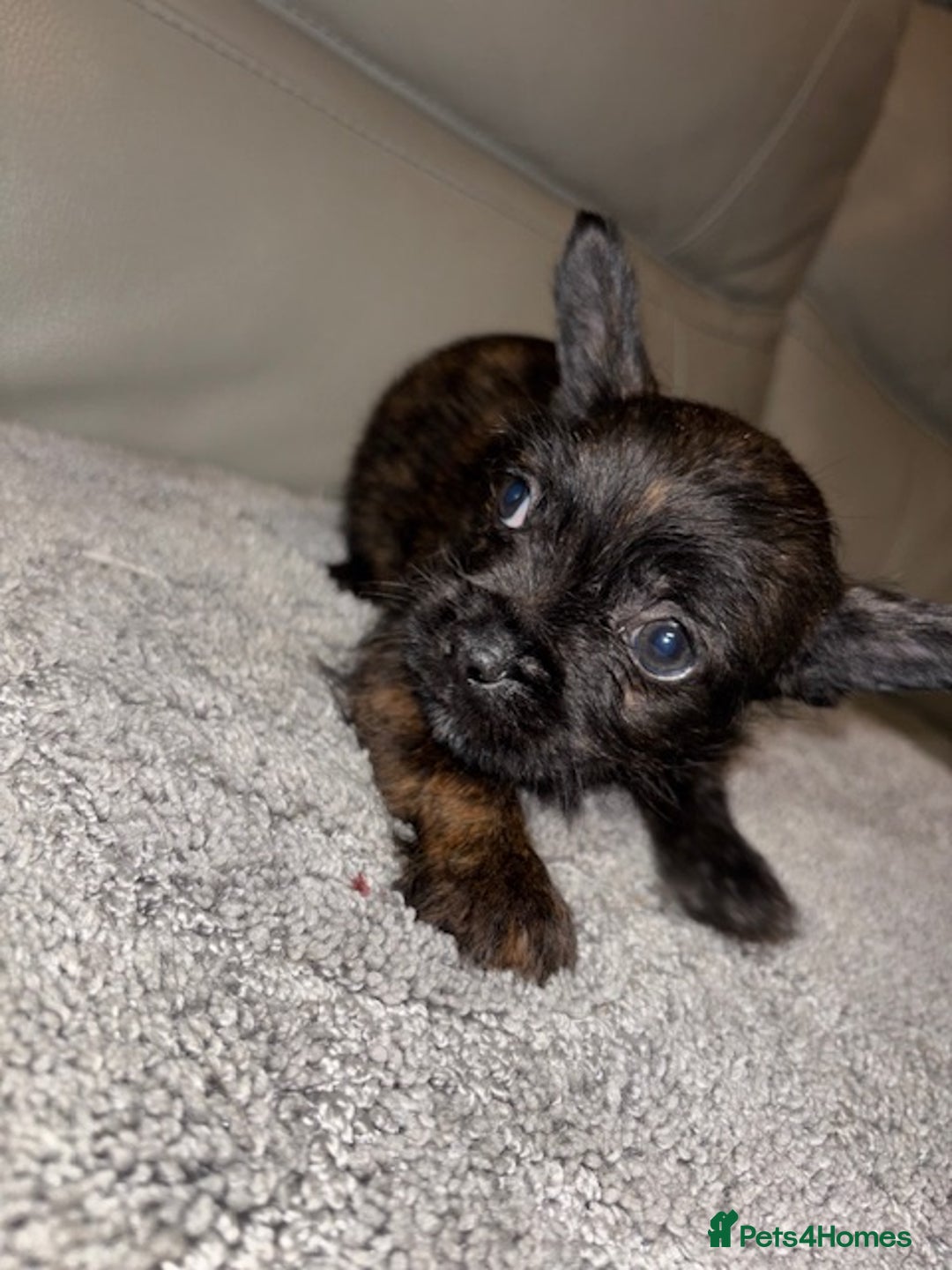 Mixed Breed dogs for sale: Rare Frenchie and Yorkie Mix litter - Image 22