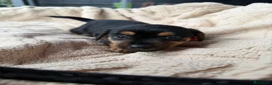 Jack Russell 6