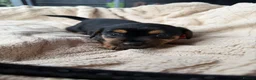 Jack Russell dogs for sale: stunning Jackrussel puppies - Advert 20
