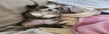 Mixed Breed 3