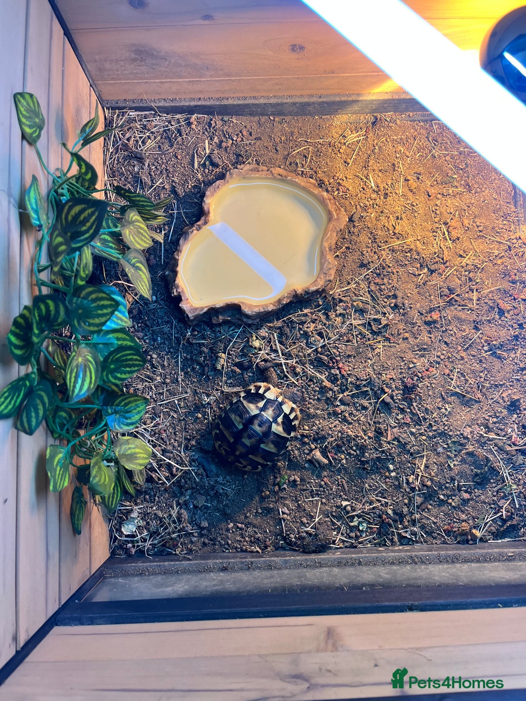 Hermann Tortoise reptiles for sale: Herman’s tortoise - Advert 4