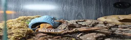 Leopard Gecko reptiles for sale: Leopard Gecko. Full bio active set up.  in Burntwood - Advert 4