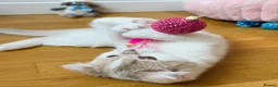 Scottish Fold cats for sale: Pedigree Adorable Scottish Fold Kittens  - Advert 16