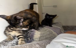 Domestic Shorthair cats for sale: 2 little kittens looking for thier forever home - Image 4