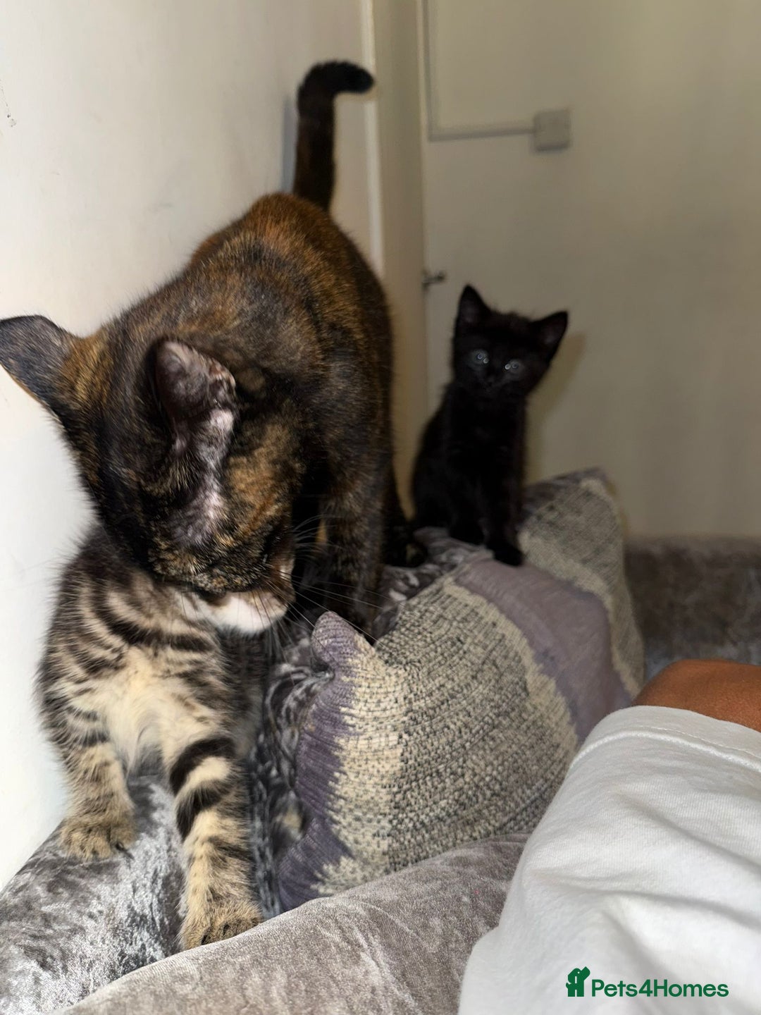 Domestic Shorthair cats for sale: 2 little kittens looking for thier forever home - Image 4