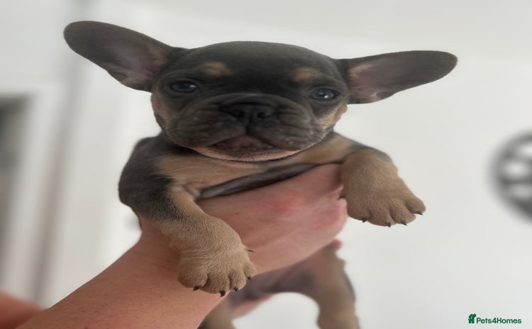 French Bulldog dogs - Advert 3