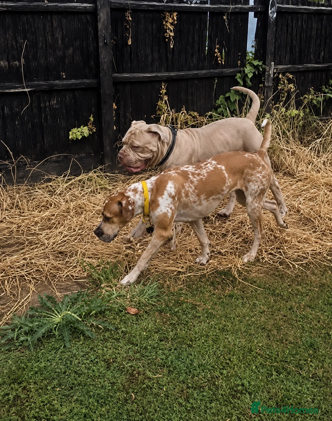 Mixed Breed dogs for sale: Mastiff Mix planned litter  - Advert 2