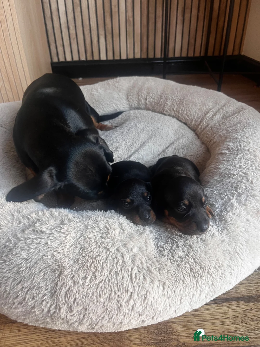 Miniature Dachshund dogs for sale: Miniature dachshund puppies  - Advert 5
