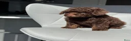 Toy Poodle dogs for sale: Gorgeous Toy Poodle Girls  - Advert 5