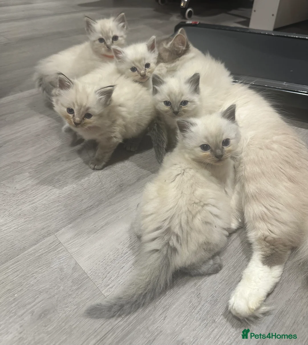 Ragdoll cats for sale: Ragdoll Kittens 4 Available  in Liverpool - Advert 1