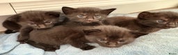 American Shorthair cats for sale: Kittens for sale boys and girls. - Advert 18