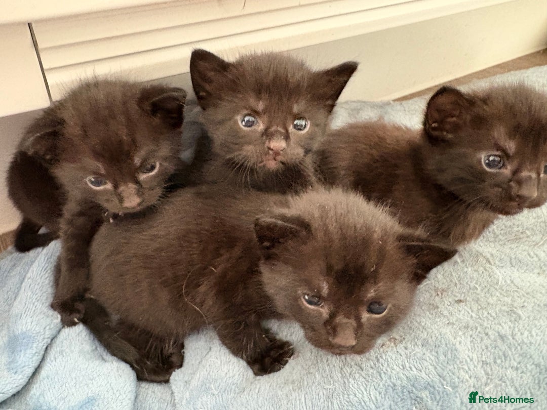 American Shorthair cats for sale: Kittens for sale boys and girls. - Image 18