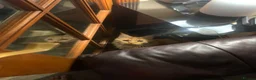 Maine Coon cats for sale: Ginger 3/4 Maine Coon in Bradford - Advert 9